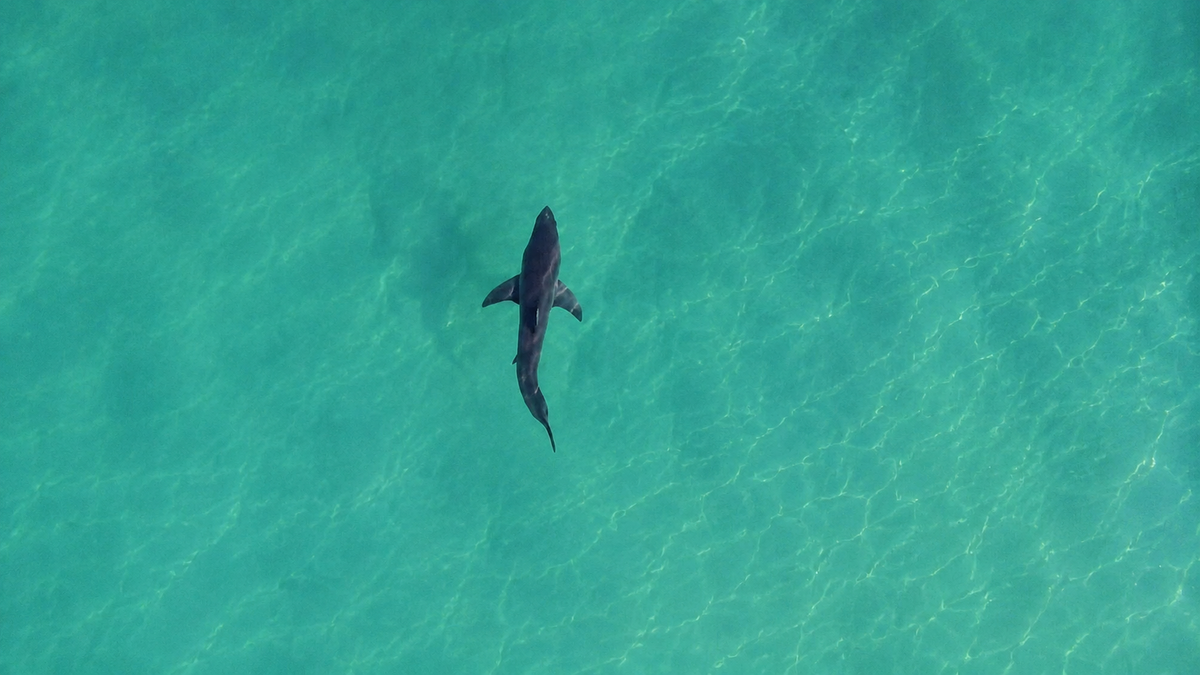Shark series part 2: The 45mm Rule - When Bull Sharks Are Actually a Risk